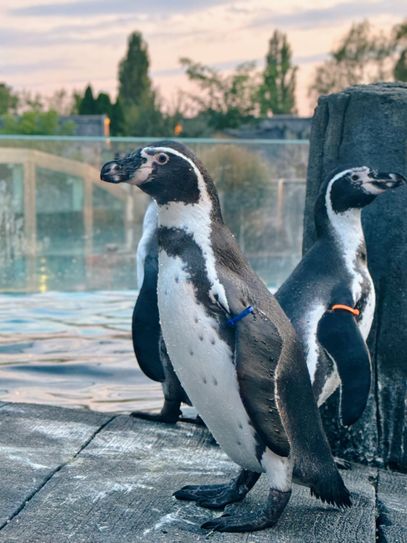 Humboldt-Pinguin Greta (blaues Armband).