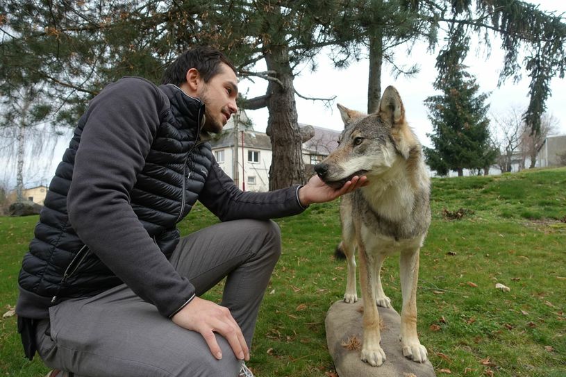 Konstantin Schanze mit einem Wolf für Schulungszwecke. Vorträge für Tierhaltung gehören auch zu den Aufgaben der Fachstelle Wolf. Foto: Schramm