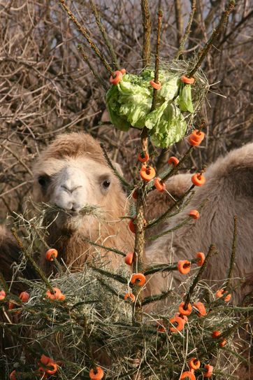 „Weihnachten bei den Tieren“ im Zoo Dresden mit besonderen Leckereien. Fotos: Zoo Dresden