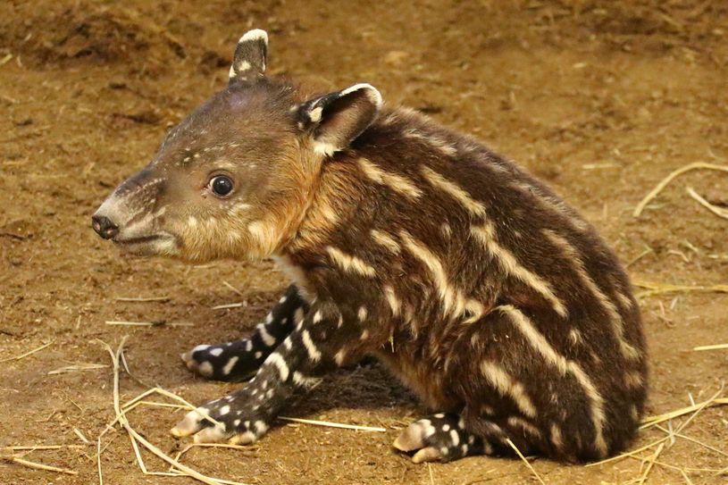 Eine der allerersten Aufnahmen des kleinen Tapirs im Tierpark Cottbus. Foto: Anne Tesch