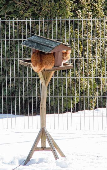 Unser Informant ist sich sicher: „Der Kater im Kasten heißt Moritz Böllmann (Name von der Redaktion geändert). Das hat mir sein Ex-Katzenkumpel Percy bestätigt, nach Übergabe einer Kiste „Sheba Classic Soup“. Auch Katzen sind halt korrupte Typen“, wie er sagte. Foto: B. Wilson