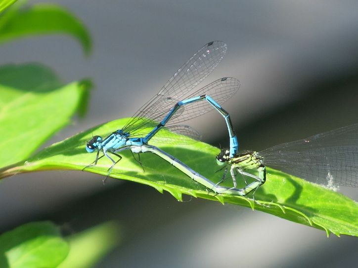 Hufeisen-Azurjungfer, Flugzeit Mai bis September. Foto: Heike Gallo
