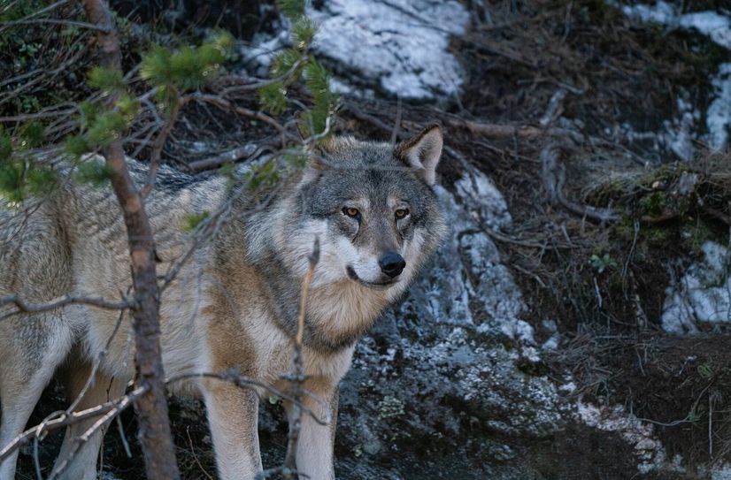 Der Wolf ist auch in unseren Gefilden wieder heimisch geworden und breitet sich immer weiter aus.