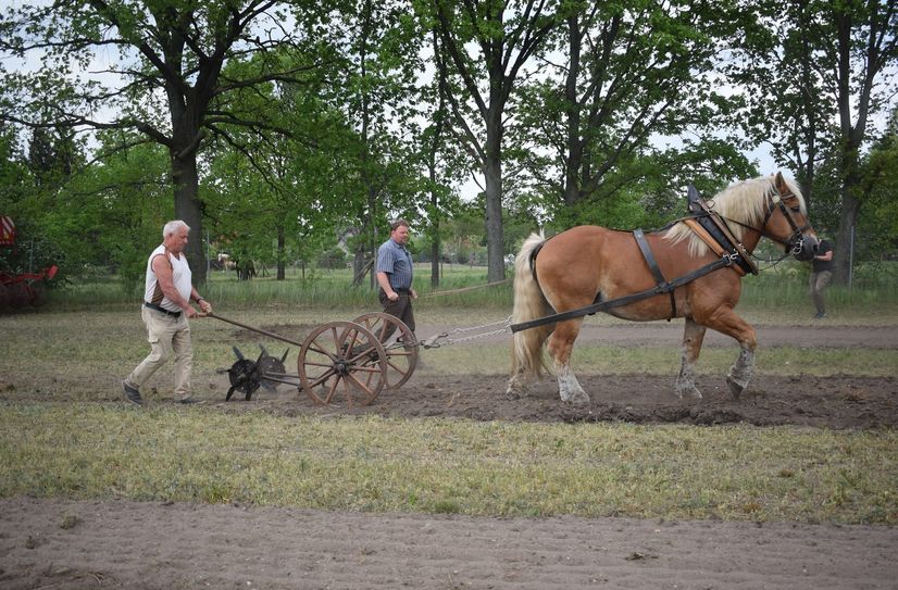 In Vorbereitung auf das erste Kreiserntefest im Landkreis Oberspreewald-Lausitz wurde das Feld in Muckwar mit traditionellen Geräten gepflügt und Kartoffeln gesteckt. Diese sollen zum Kreiserntefest geerntet werden.