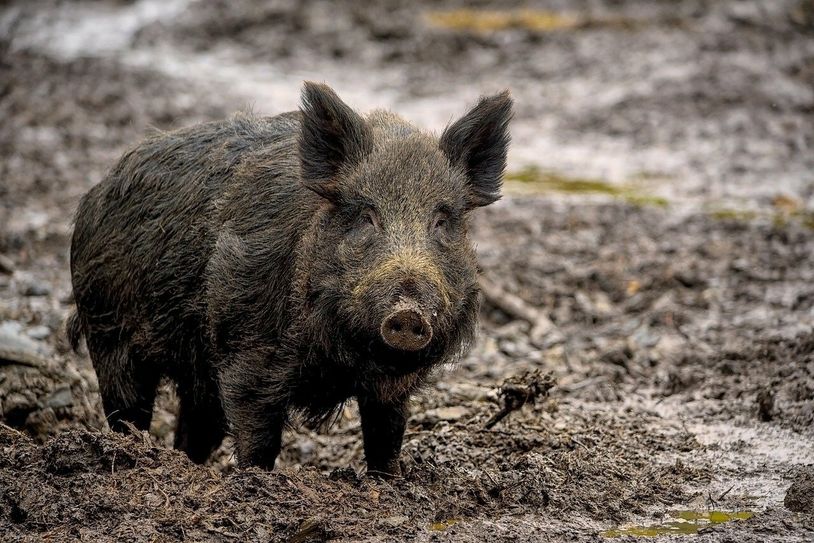 Im Kreisgebiet wurden Wildschweine gefunden, die mit ASP infiziert waren.