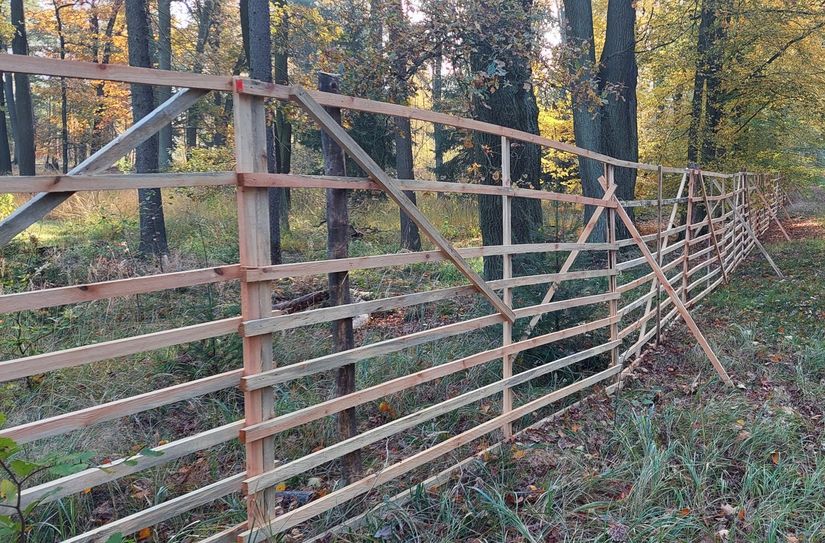 Ein einfacher Zaun aus Holzlatten schützt zarte Jungbäume vor hungrigen Mäulern.