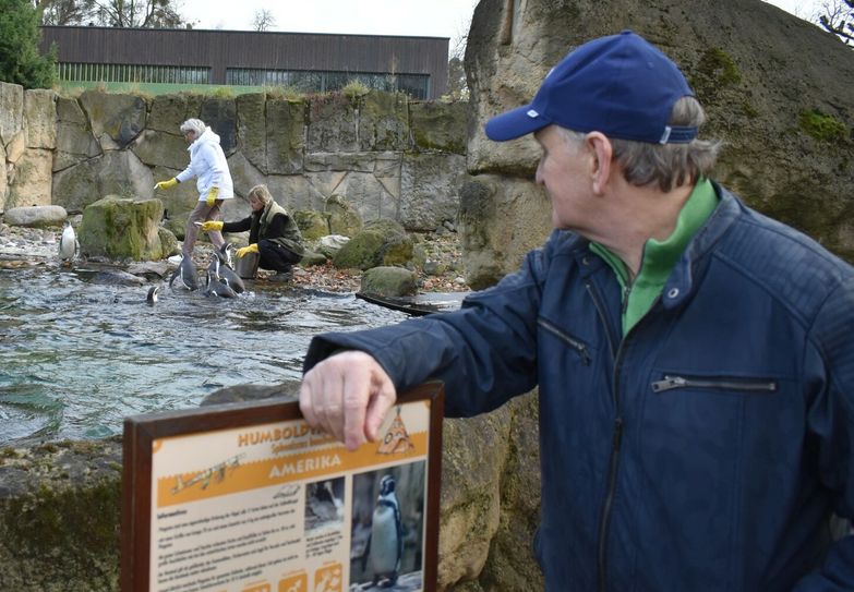Mario (vorn) und Gisela Müller-Milano (hi.li.) haben die Patenschaft über zwei Humboldt-Pinguine im Dresdner Zoo übernommen. Foto: Schiller