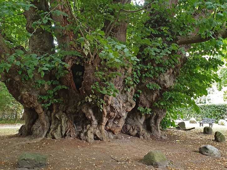Mit 17 Metern Stammumfang ist die Sommerlinde in Heede der dickste lebende vollstämmige Baum Deutschlands. Ein Nationalerbe-Baum.                               Foto: Roloff