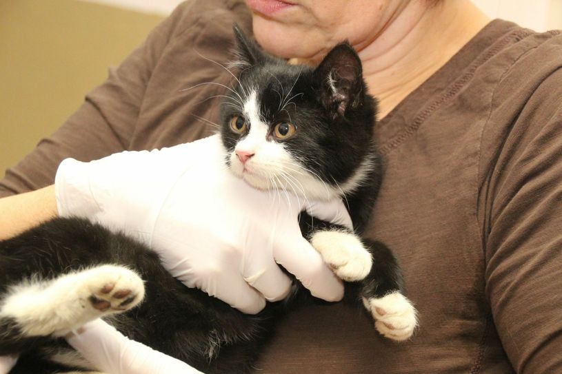 Auch ältere Katzen suchen noch ein Zuhause. Foto: jho