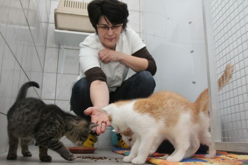Versorgt werden die ca. 230 Katzen von den engagierten Mitarbeitern. Foto: jho