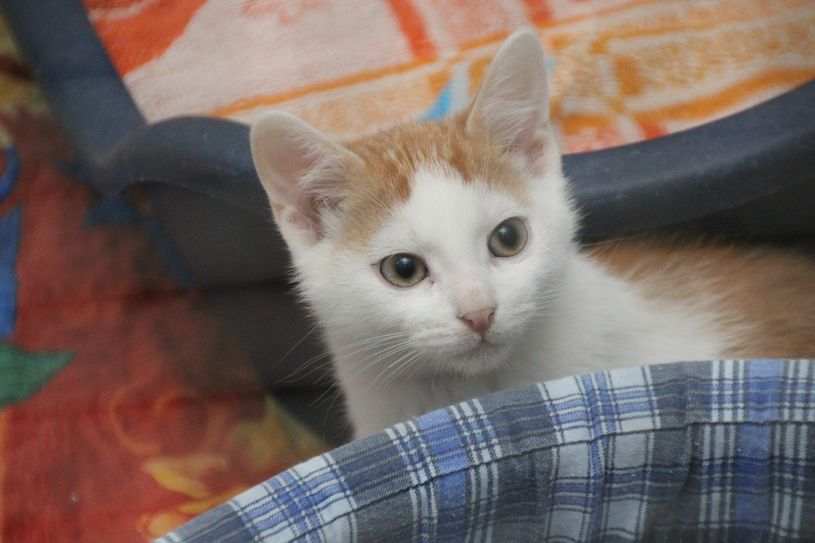 Reichlich Katzenkinder suchen derzeit noch ein liebevolles Zuhause. Foto: jho