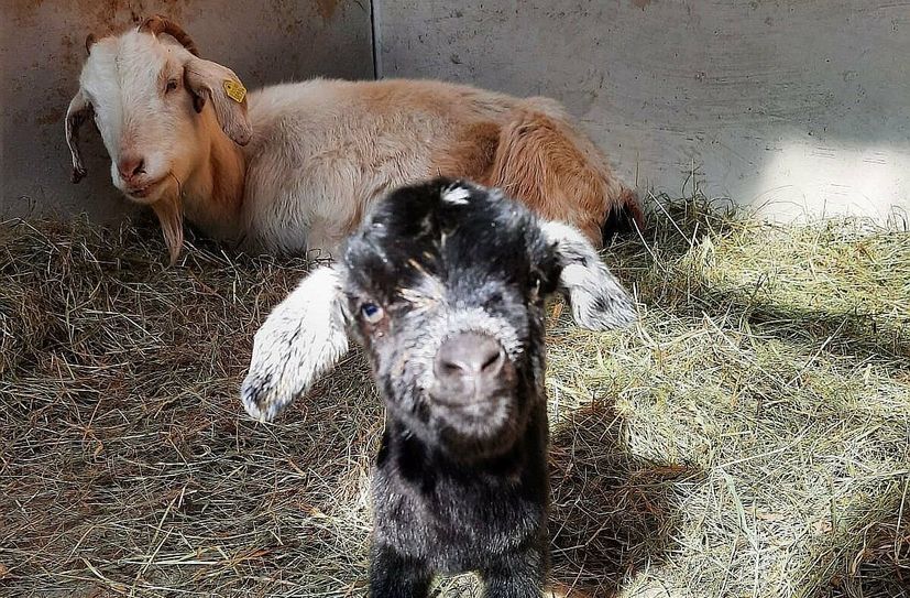 Auch der Nachwuchs bei den Ziegen wird die vielen Gäste zum Tierparkfest begrüßen.