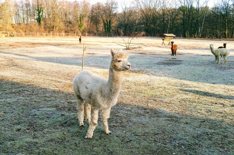 Auch Wanderungen mit den Alpakas können gebucht werden.