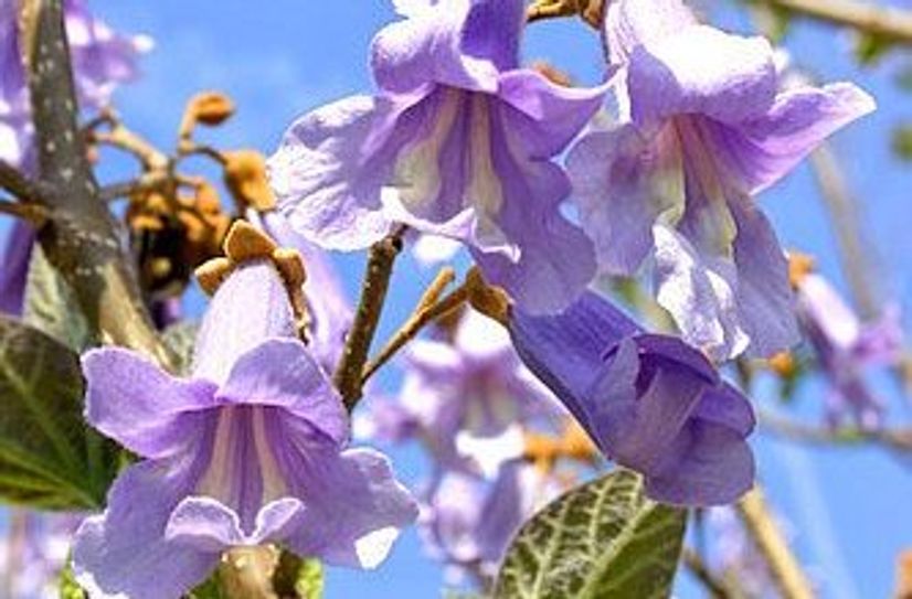 Blüten des Blauglockenbaums.
