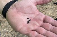 Die Größe der Rapsfrüchte löst keinen Jubel bei den Bauern aus, obwoghl die Pflanzen üppig gewachsen sind.