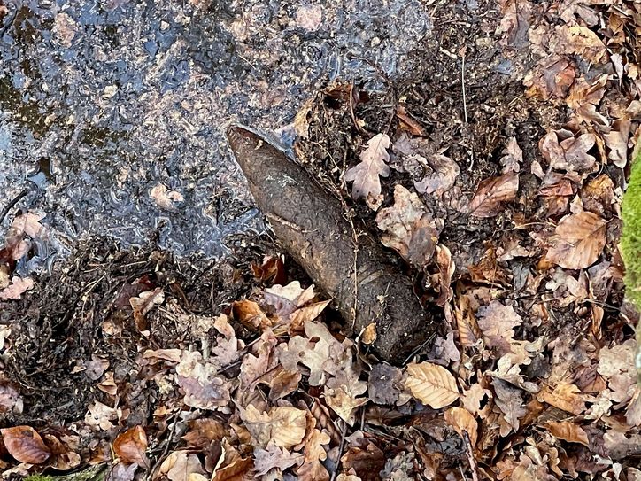 Aufmerksame Jugendliche entdeckten diese Granate in einem Waldstück bei Radibor. Foto: Polizeidirektion Görlitz