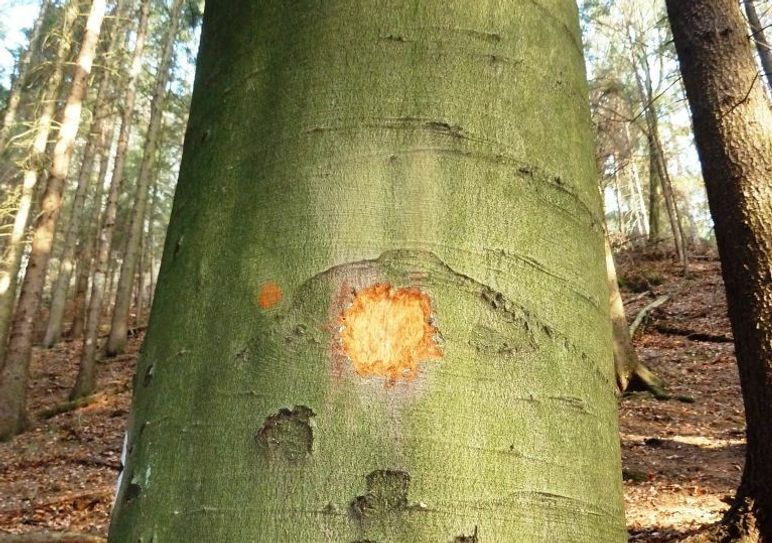 Hier wurde eine Klettermarkierung samt Baumrinde abgekratzt.