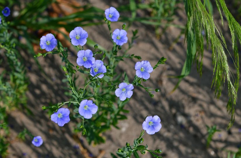 Vier Spreewälder Betriebe würden diesen Sommer den Spreewälder Lein ernten.