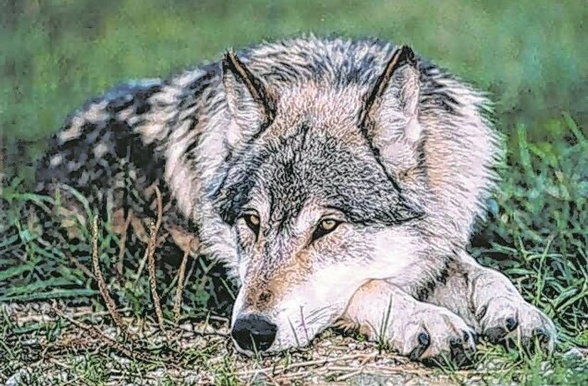 Wolfsfähe bei Moritzburg.