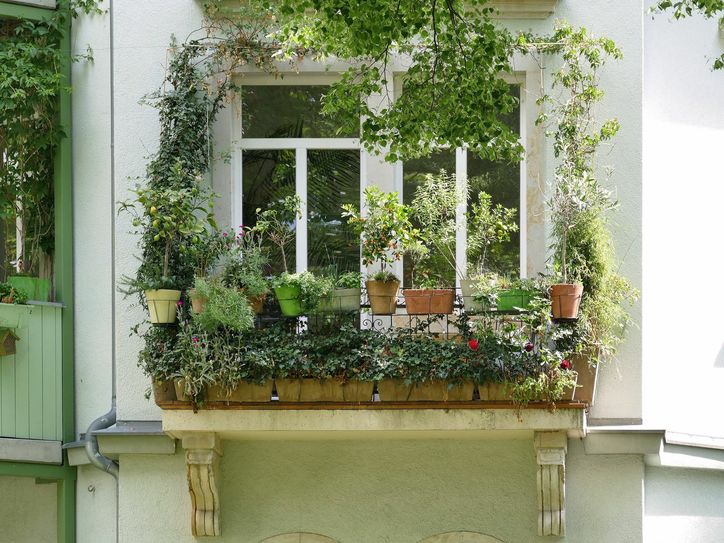 Kleiner grüner Balkon-Traum – Dresden hat sicher viele davon zu bieten. Fotos: Ittershagen-Hammer