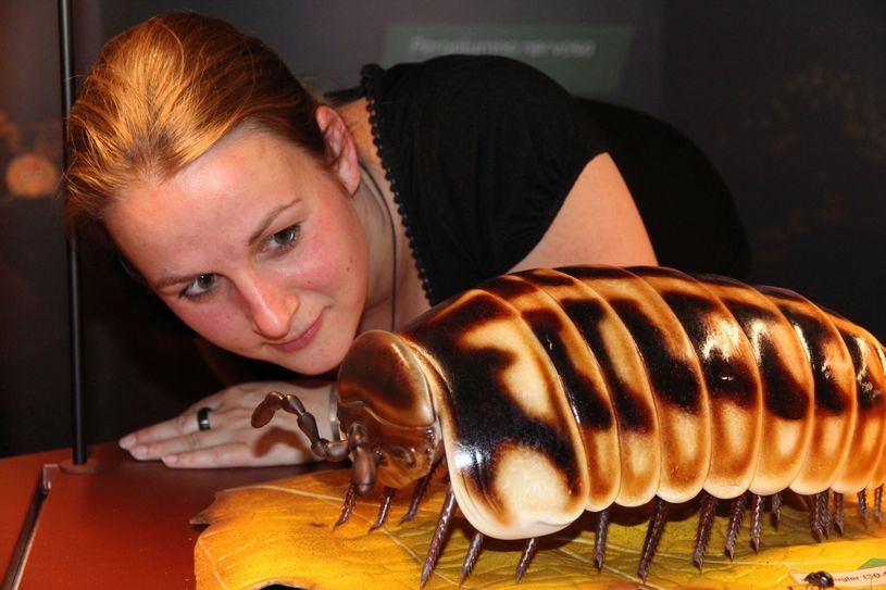 Neue Bekanntschaften, wie mit diesem Saftkugler und lebenden Regenwürmern garantiert ein Besuch in der neuen Bodenausstellung des Senckenberg Museums. Foto: Luise Träger