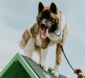 Hundesport