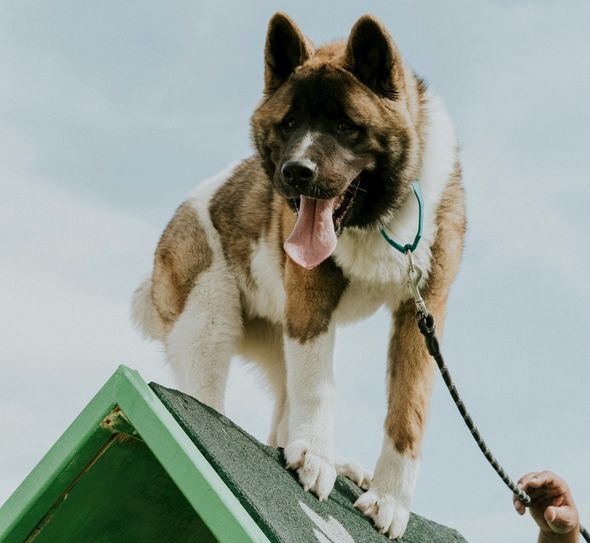 Hundesport