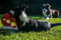 Hundesport