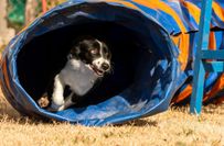 Hundesport