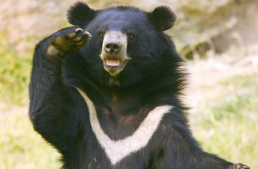 Der Bär geht los.