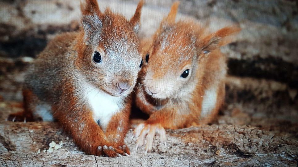 Rote Europäische Eichhörnchen