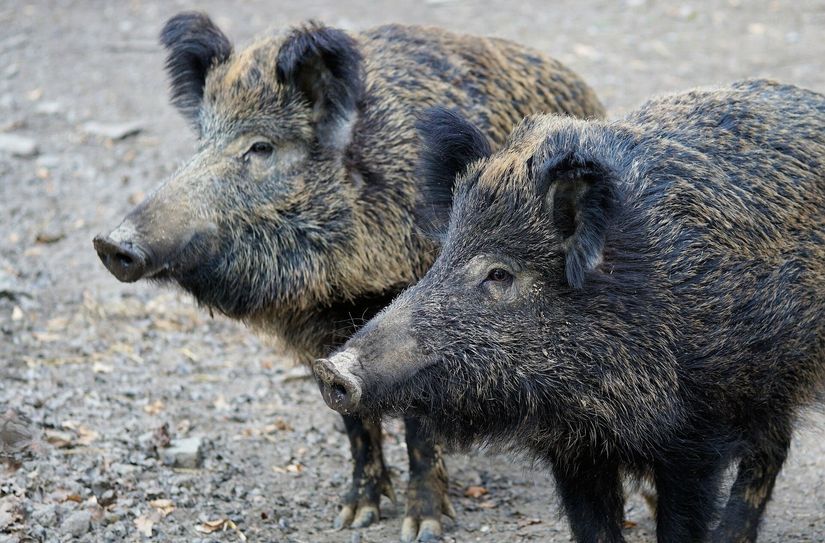 Wildschweine (Symbolbild)