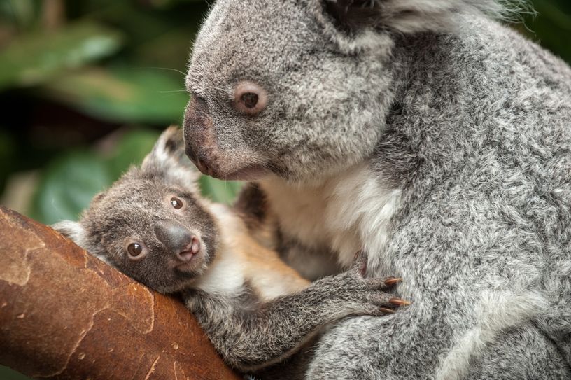 Die kleine Sydney, hier mit ihrer Mama, wird im Frühjahr 2019 im Dresdner Zoo einziehen. Foto: Zoo Antwerpen