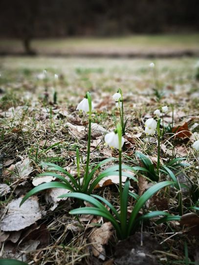 Sicher werden sich in wenigen Wochen die ersten Frühblüher  zeigen. Foto: PR