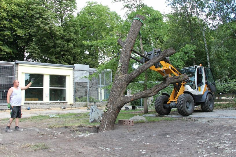 Ein erster Kletter-Eichenstamm für das neue Variland im Tierpark Senftenberg wird von Paul Hirig (li.) und Mike Wenzel (im Radlader) vom Bauunternehmen OC-Team aus Meuro gesetzt. Weitere Stämme folgen, ebenso Verbindungsseile und ein Teich. Fotos: sts