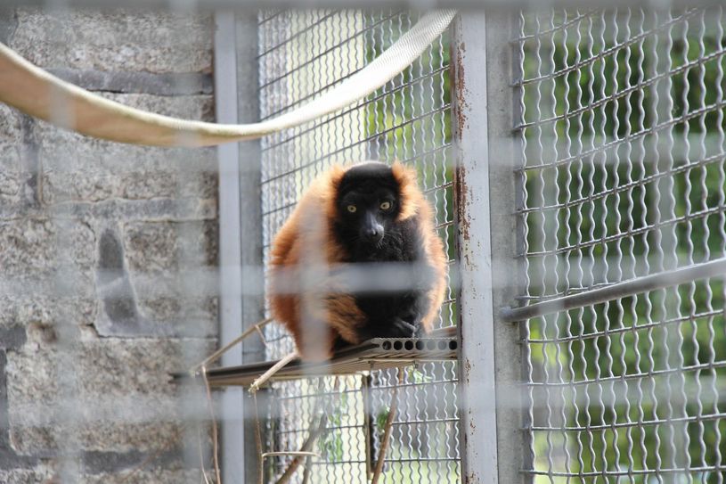 Ein Roter Vari im Tierpark Senftenberg.