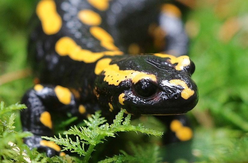 Wer hilft mit beim Schutz des Feuersalamanders?