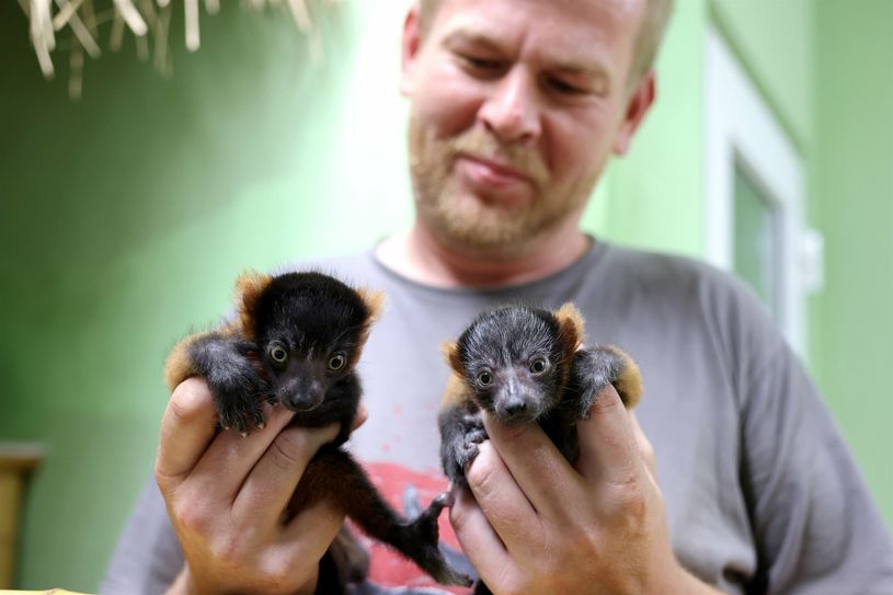 Zwei kleine Rote Varis wurden im Tierpark geboren. Jetzt werden Namensvorschläge für die Kleinen gesucht.
