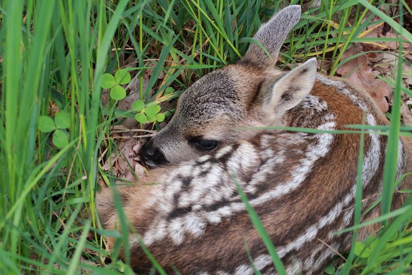 Wiesenmahd kann für Rehkitze gefährlich werden. Der Verein „Rehkitzrettung Am Großen Stein“ will die jungen Tiere mit Drohnen aufspüren und so retten. Foto: Pixabay