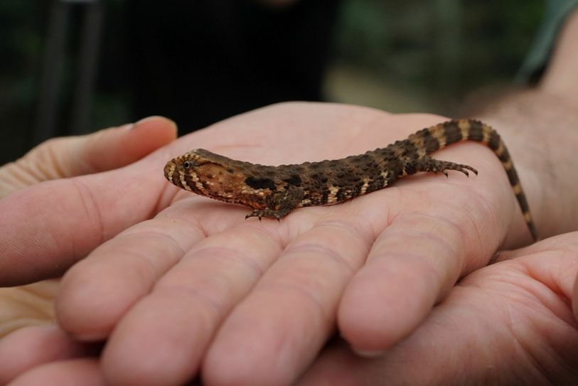 Shinisaurus crocodilurus gehört zu den seltensten Reptilienarten überhaupt. In China leben noch 600 Stück. Foto: Zoo Dresden