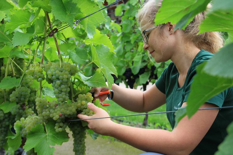 Gute Tradition: Auf Schloss Wackerbarth übernehmen die Winzer-Azubis den Leseauftakt. Hier: Maja Wenzel, Auszubildende im zweiten Lehrjahr.             Foto: Schramm
