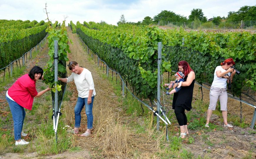 Der Wein steht gut in diesem Jahr, im September soll geerntet werden. Es freuen sich (vo.li.na.re.): Christine Herntier, Tina Muthmann, Samantha Bogott und Silke Butzlaff. Foto: Detlef Bogott