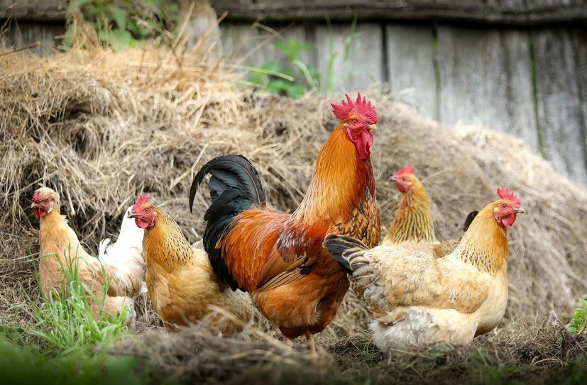 Hausgeflügel-Bestände sind ganzjährig durch die Vogelgrippe gefährdet.