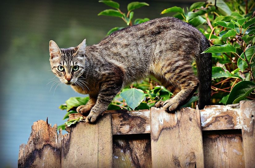 Der Tierschutzverein setzt sich insbesondere für das Kastrieren freilaufender Katzen in Hoyerswerda und Umgebung ein.