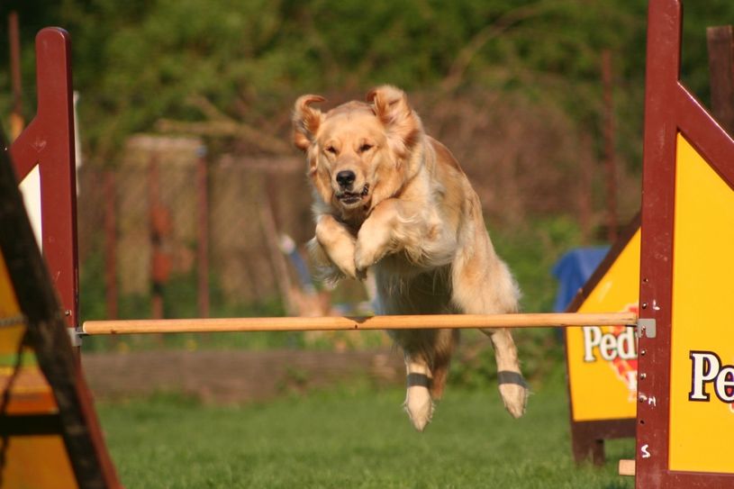 Beim Agility kommt es vor allem auf die Koordination zwischen Hund und Mensch an. Während das Tier Hindernisse wie Hürden, Steg, Slalom oder Tunnel bewältig, muss der Mensch den Hund sozusagen an einer „unsichtbaren Leine“ durch den Parcours zu lenken. Foto: Archiv/Hilbert