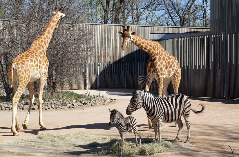 Camina, Mama Zyta und die "Tanten Giraffen" Fotos: Zoo Dresden