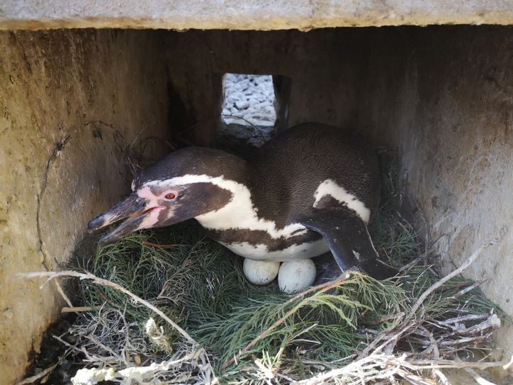 Derzeit brüten vier Pinguinpaare auf sieben Eiern.