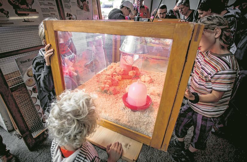 Von Kindern umringt ist bei jedem Hoffest die Kükenschlupfstation.