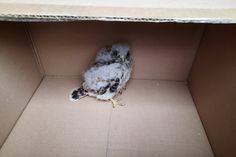 Der kleine Turmfalke war vermutlich aus dem Nistkasten abgestürzt, konnte aber von der Feuerwehr gerettet werden. Foto: pm