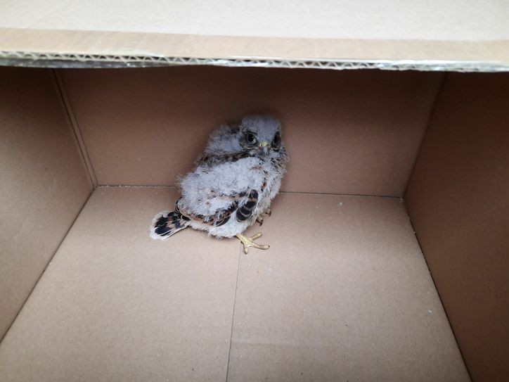Der kleine Turmfalke war vermutlich aus dem Nistkasten abgestürzt, konnte aber von der Feuerwehr gerettet werden. Foto: pm